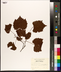 Vitis rotundifolia image