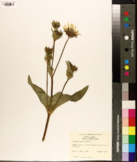 Silphium perfoliatum image