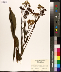 Arnoglossum ovatum image