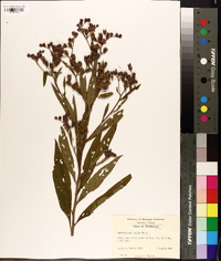 Vernonia gigantea subsp. gigantea image