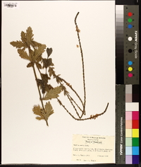 Verbena xutha image