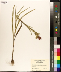 Liatris squarrosa image