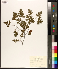 Crataegus marshallii image