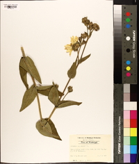 Silphium asteriscus image