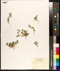 Alchemilla microcarpa image