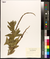 Oenothera curtiflora image