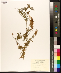 Vicia villosa subsp. varia image