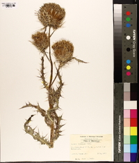 Cirsium horridulum image