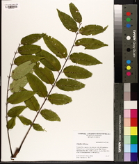 Ailanthus altissima image