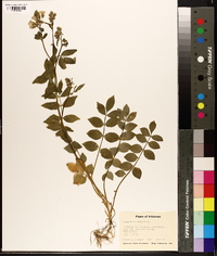 Polemonium reptans image