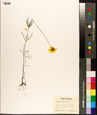 Coreopsis grandiflora image