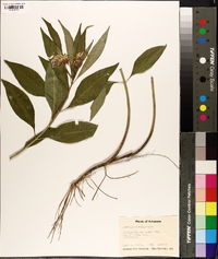 Asclepias perennis image