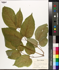 Aralia racemosa image