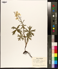 Delphinium tricorne image