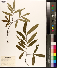 Quercus phellos image