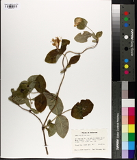 Lonicera flava image