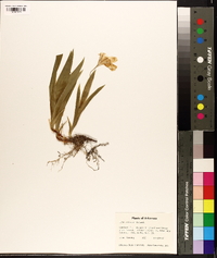 Iris cristata image