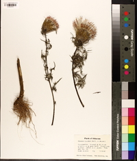 Cirsium discolor image