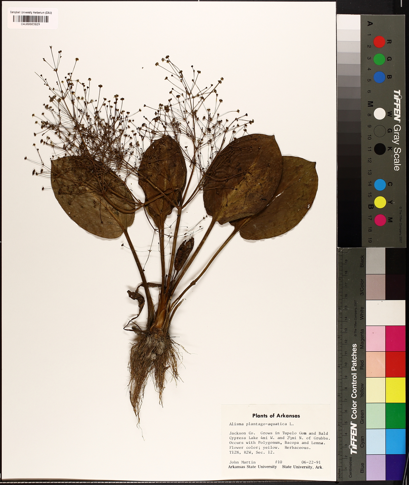 Alisma plantago-aquatica image