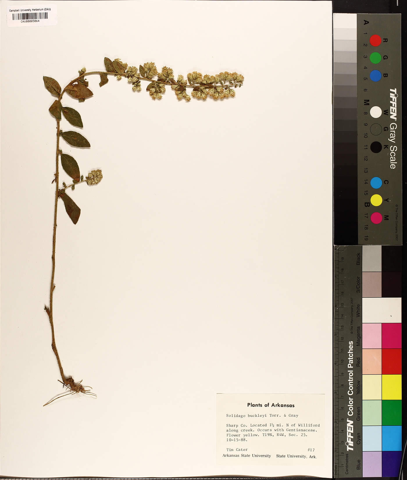 Solidago buckleyi image