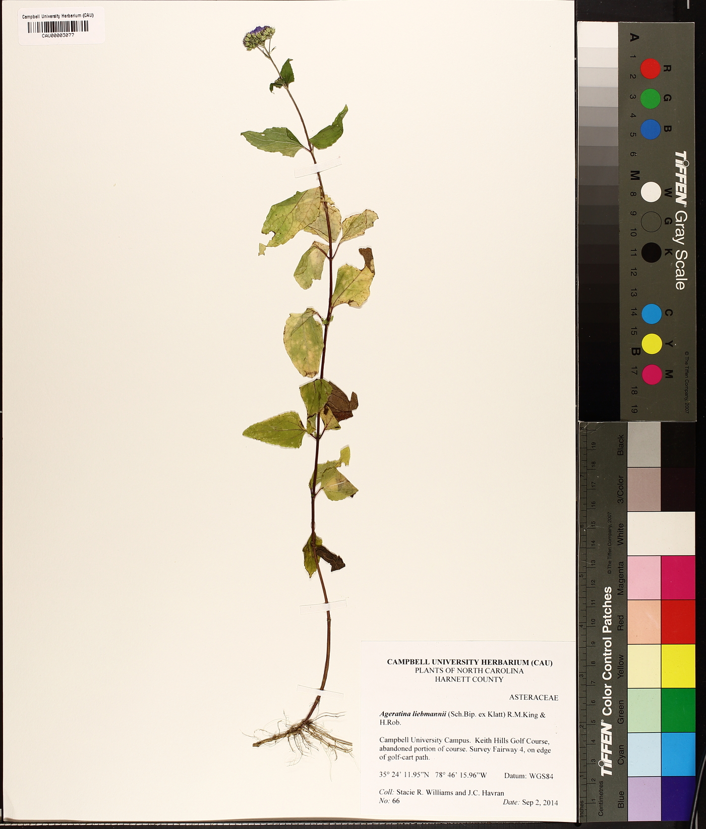 Ageratina liebmannii image