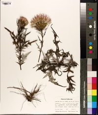 Cirsium discolor image