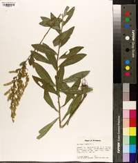 Solidago radula image