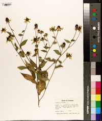 Rudbeckia triloba image