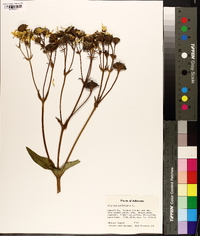 Silphium perfoliatum image