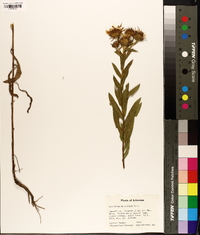 Grindelia lanceolata image