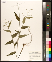 Dichanthelium latifolium image