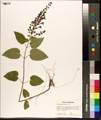 Scutellaria ovata image