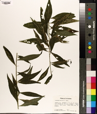 Vernonia baldwinii image