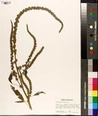 Amaranthus hybridus image