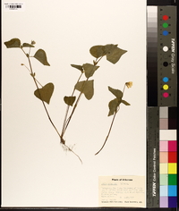 Viola pubescens var. scabriuscula image