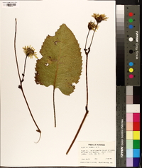 Silphium laciniatum image