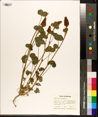 Trifolium incarnatum image