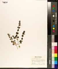 Scutellaria parvula image