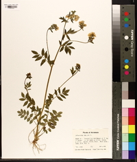 Polemonium reptans image