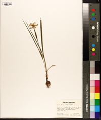 Nemastylis geminiflora image