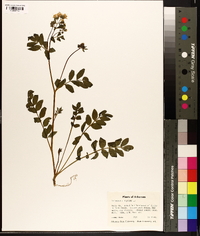 Polemonium reptans image