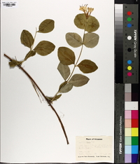 Lonicera flava image