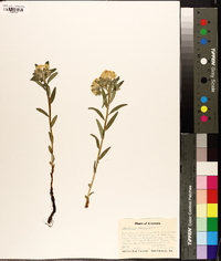 Lithospermum canescens image