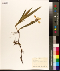 Iris cristata image