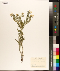 Lithospermum canescens image