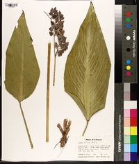 Thalia dealbata image