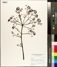 Aralia spinosa image