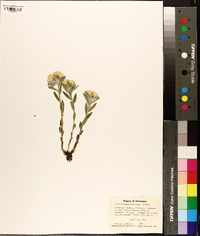 Lithospermum canescens image