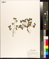 Trifolium dubium image