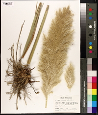 Saccharum giganteum image